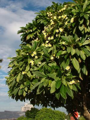 Plumeria rubra (jazmín mango, frangipani)